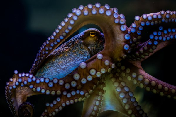 Kraken onion сайта