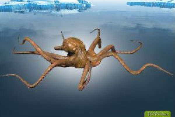 Маркетплейс кракен kraken